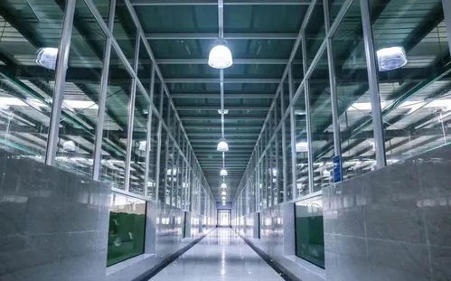 工廠化養(yǎng)石斑魚(yú) 海水養(yǎng)殖技術(shù)的創(chuàng)新突破