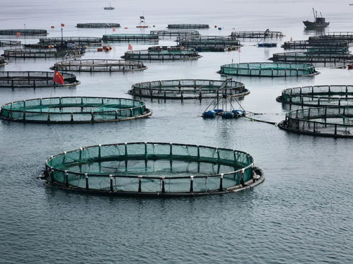 DNA編碼深海 海水養(yǎng)殖技術(shù)研發(fā)引領(lǐng)海鮮外賣(mài)新體驗(yàn)