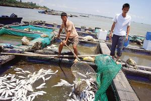 海水養(yǎng)殖污染案司法判決與賠償比例探析