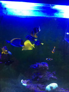 昌平北七家海水魚友出養定老魚，限同城打包自提，共探海水養殖技術交流