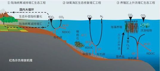 海洋負排放技術 焦念志院士領航，以海水養殖創新助力國家碳中和目標