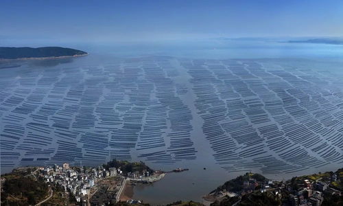 洞頭區(qū) 以科技創(chuàng)新澎湃海洋經(jīng)濟(jì)高質(zhì)量發(fā)展新動(dòng)能，海水養(yǎng)殖技術(shù)研發(fā)走在前列